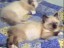 cuccioli Cleo, gatto Sacro di Birmania