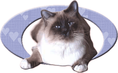 Sacro Di Birmania Gatti Gatto Micio Cucciolo Cuccioli