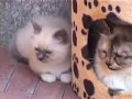 cuccioli Cleo, gatto Sacro di Birmania
